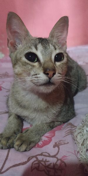 Your daily kitten