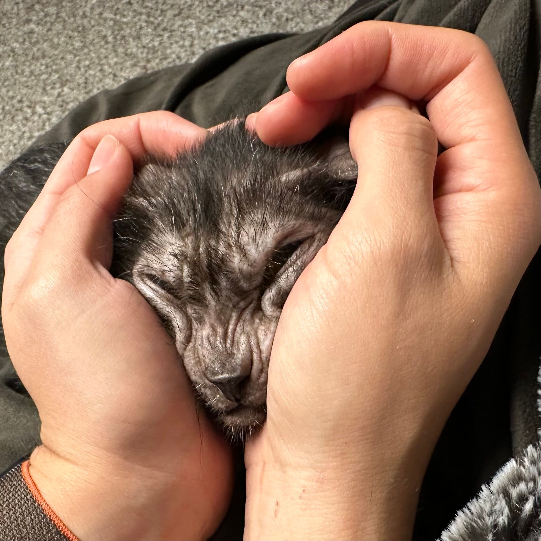 Your daily kitten