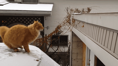 British Shorthair kitten playing — Grand Liberty cattery Germany