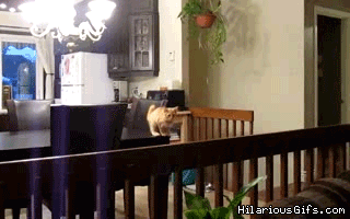 Lustige Katzen Memes und GIFs — Britisch Kurzhaar Grand Liberty
