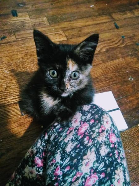 Your daily kitten