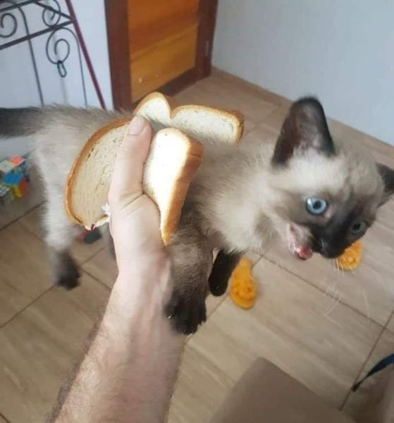 Your daily kitten