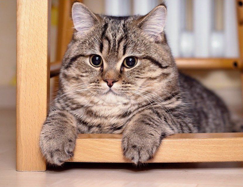 Your daily kitten