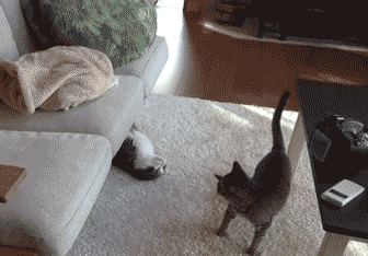 Britisch Kurzhaar Katzen Meme — Grand Liberty Züchter §11 TierSchG