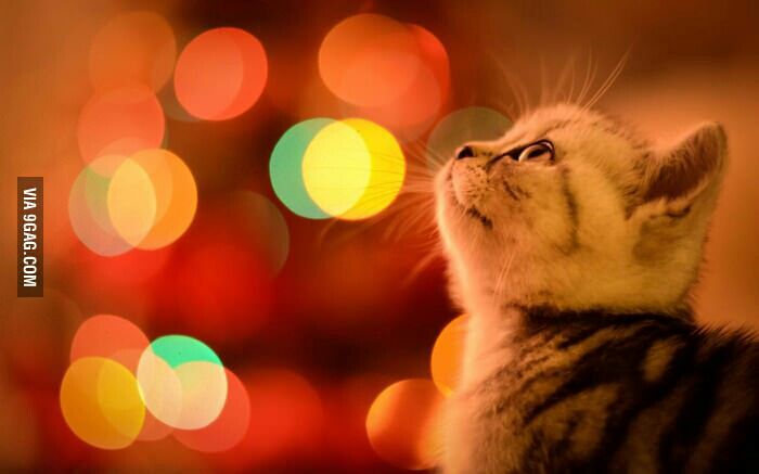 Your daily kitten