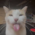 Gatto