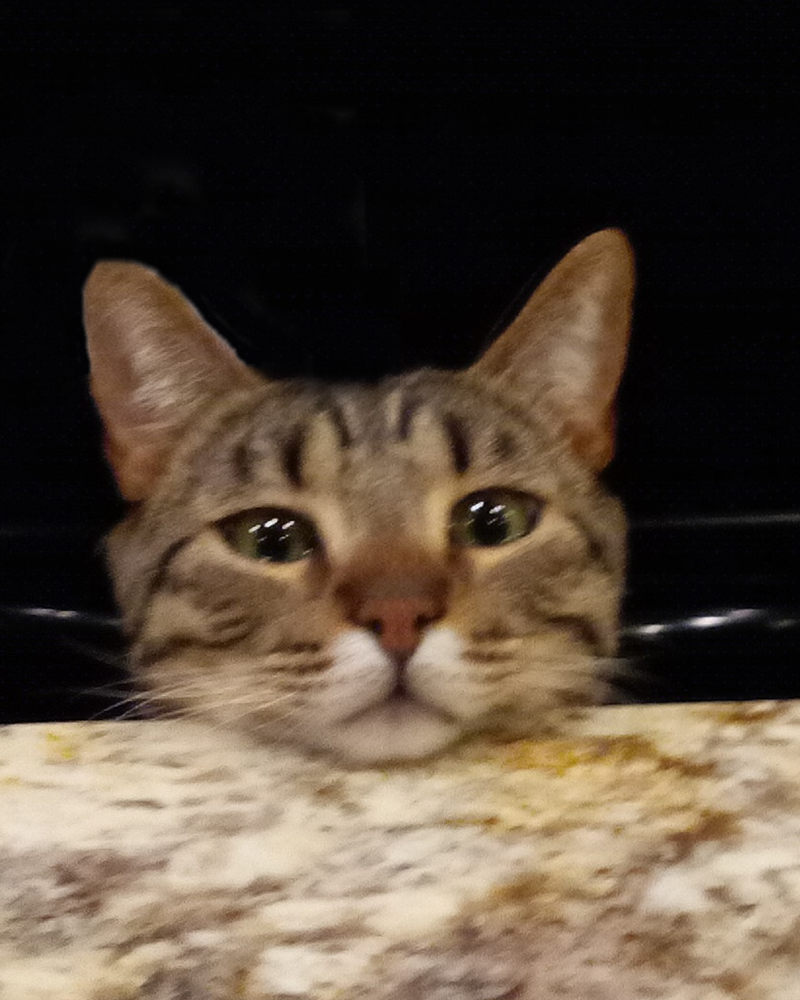 Kucing comel rawak
