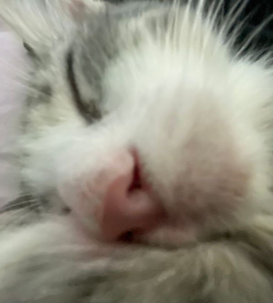 Котёнок, улика номер один