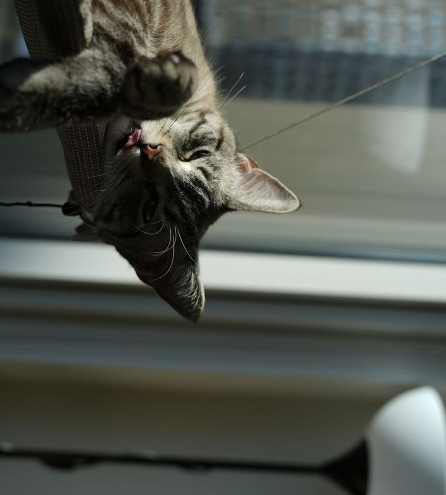 Um gato convidado para esta visita