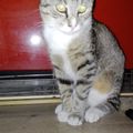 Random Cat