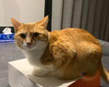 Chat