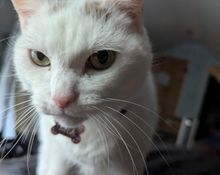 Hazel