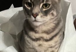 Platzhalter (Katze) für Teilnehmer-Feedback 2 – in Leadpages durch Screenshot ersetzen