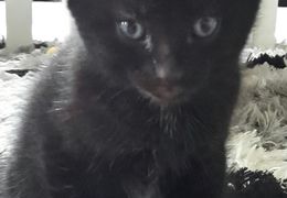 Platzhalter (Katze) für Teilnehmer-Feedback 3 – in Leadpages durch Screenshot ersetzen