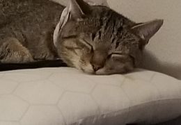 Platzhalter (Katze) für Teilnehmer-Feedback 4 – in Leadpages durch Screenshot ersetzen