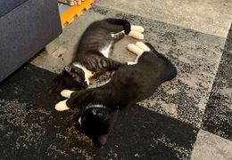 Platzhalter (Katze) für Teilnehmer-Feedback 1 – in Leadpages durch Screenshot ersetzen