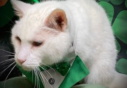 Platzhalter (Katze) für Teilnehmer-Feedback 2 – in Leadpages durch Screenshot ersetzen