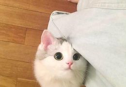 Platzhalter (Katze) für Teilnehmer-Feedback 3 – in Leadpages durch Screenshot ersetzen