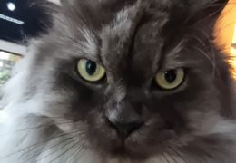Platzhalter (Katze) für Teilnehmer-Feedback 4 – in Leadpages durch Screenshot ersetzen