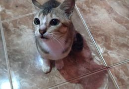 Platzhalter (Katze) für Teilnehmer-Feedback 1 – in Leadpages durch Screenshot ersetzen