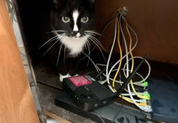 Platzhalter (Katze) für Teilnehmer-Feedback 3 – in Leadpages durch Screenshot ersetzen