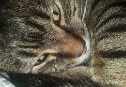 Platzhalter (Katze) für Leserinnen-Feedback 1 – in Leadpages durch Screenshot ersetzen