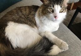 Platzhalter (Katze) für Leserinnen-Feedback 2 – in Leadpages durch Screenshot ersetzen