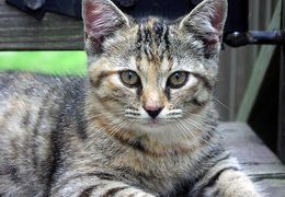 Platzhalter (Katze) für Leserinnen-Feedback 3 – in Leadpages durch Screenshot ersetzen