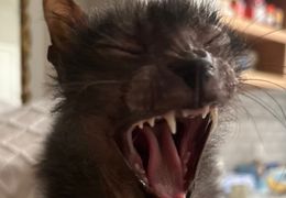 Platzhalter (Katze) für Leserinnen-Feedback 4 – in Leadpages durch Screenshot ersetzen