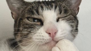 Eventual consistency cat