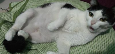 La trampa de la barriga
