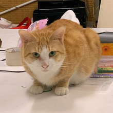 Котик
