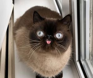 Случайный кот 3