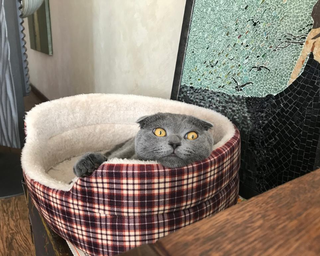 Милый котик