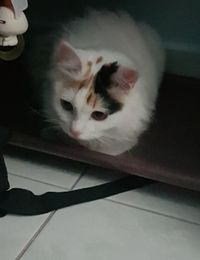 今日のにゃんこ1