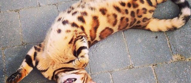 Platzhalter-Foto (Katze) für „NKB Das Finish“ – in Leadpages durch ein echtes Paket-Foto ersetzen