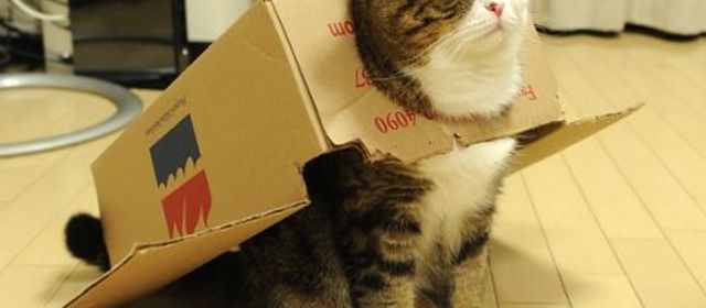 Platzhalter-Foto (Katze) für „NKB Vorbereitungen“ – in Leadpages durch ein echtes Paket-Foto ersetzen