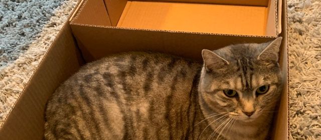 Platzhalter-Foto (Katze) für „NKB WOW-Effekte“ – in Leadpages durch ein echtes Paket-Foto ersetzen