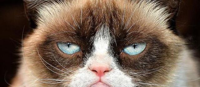 Platzhalter-Foto (Katze) für „Nähkursbundle Nähprojekte“ – in Leadpages durch ein echtes Paket-Foto ersetzen