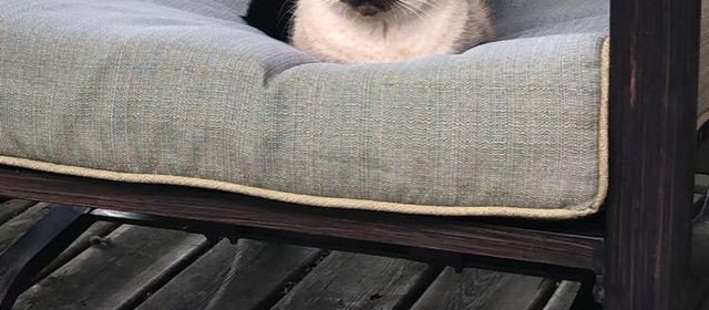 Platzhalter-Foto (Katze) für „Nähkursbundle 2“ – in Leadpages durch ein echtes Paket-Foto ersetzen