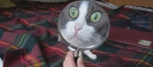 Platzhalter-Foto (Katze) für „Nähkursbundle 3“ – in Leadpages durch ein echtes Paket-Foto ersetzen