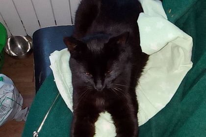 Serious cat