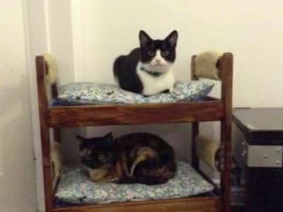 Platzhalter-Foto (Katze) für Modul 2 – in Leadpages ersetzen