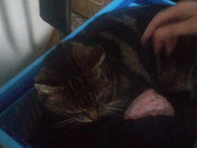 Platzhalter-Foto (Katze) für Modul 3 – in Leadpages ersetzen