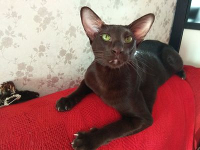 Platzhalter-Foto (Katze) für Modul 4 – in Leadpages ersetzen