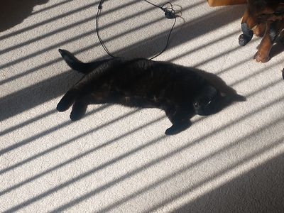 Platzhalter-Foto (Katze) für Modul 5 – in Leadpages ersetzen