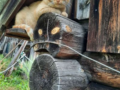 Platzhalter-Foto (Katze) für „Die Nähte“ – in Leadpages ersetzen