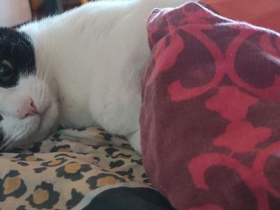 Platzhalter-Foto (Katze) für „Garne“ – in Leadpages ersetzen