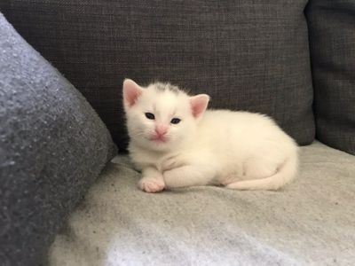 Platzhalter-Foto (Katze) für „Zubehör“ – in Leadpages ersetzen