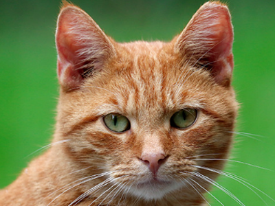 Platzhalter-Foto (Katze) für „Troubleshooting“ – in Leadpages ersetzen